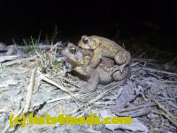 /home//u458753944/public_html/sourcegallery//Roxborough Toad Detour/2013-2019/2013/2013-04-09/P1120076.JPG